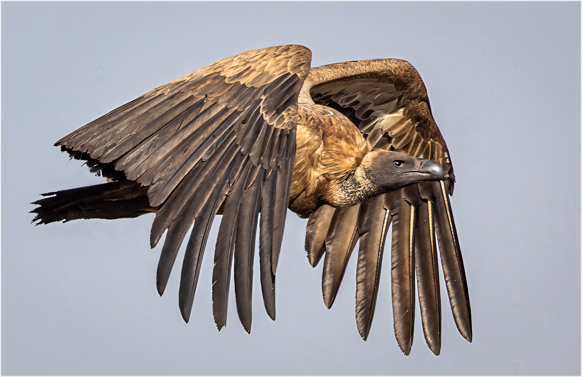 A Cape Vulture in Flight